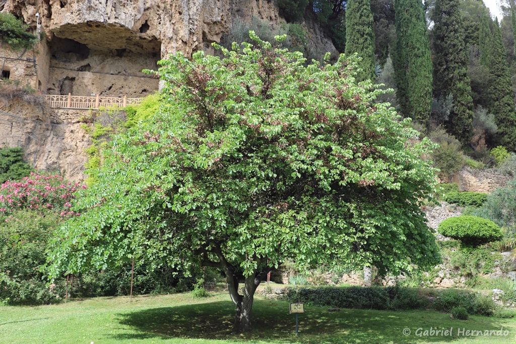 Arbre de Judée