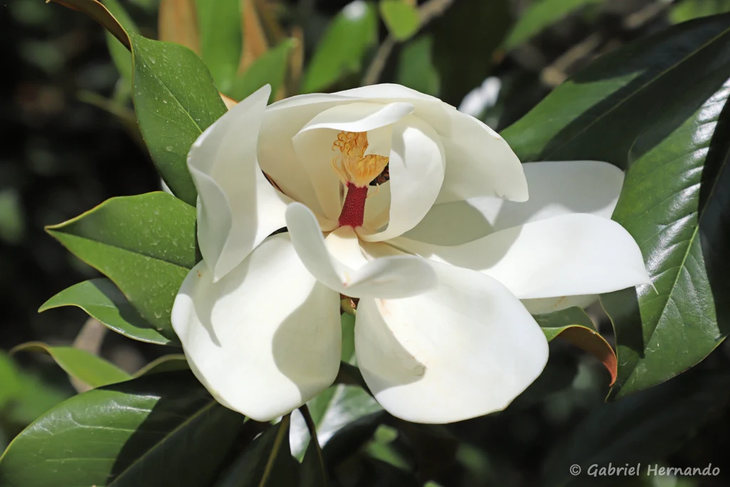 Fleur du Magnolia