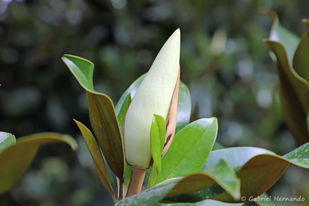Bouton de fleur du Magnolia