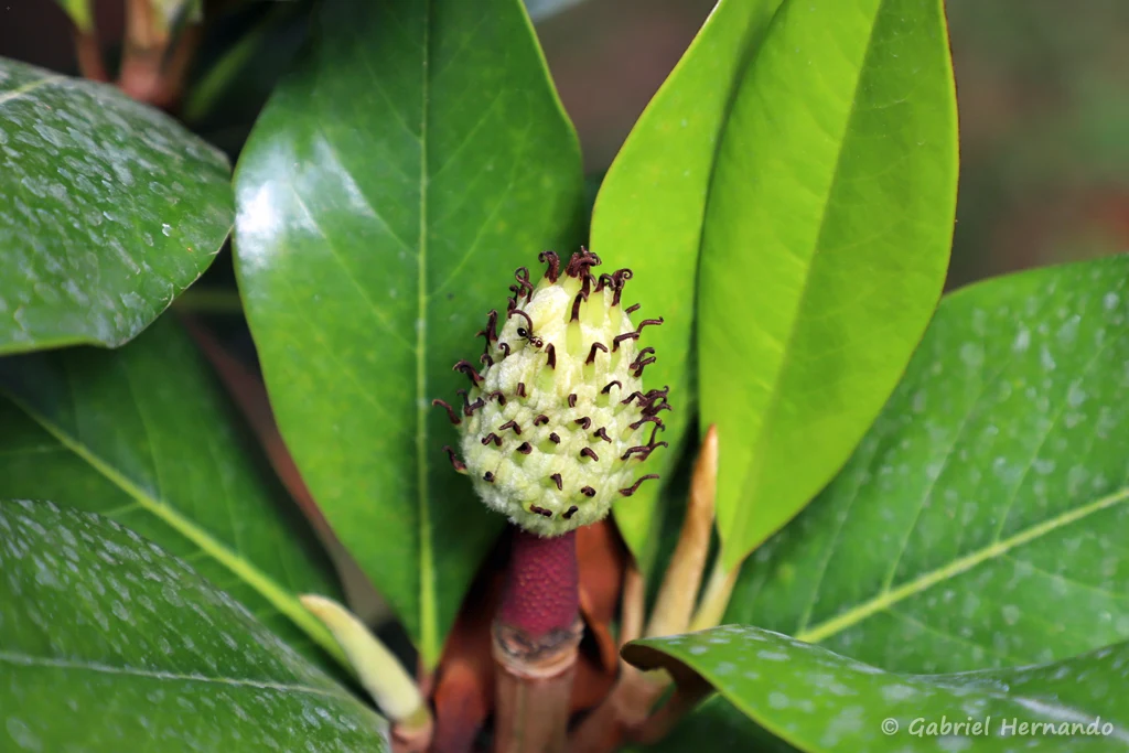 Fruit du magnolia