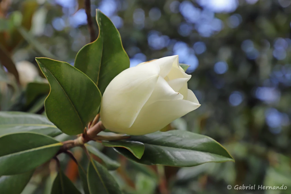 Fleur du Magnolia qui s'ouvre