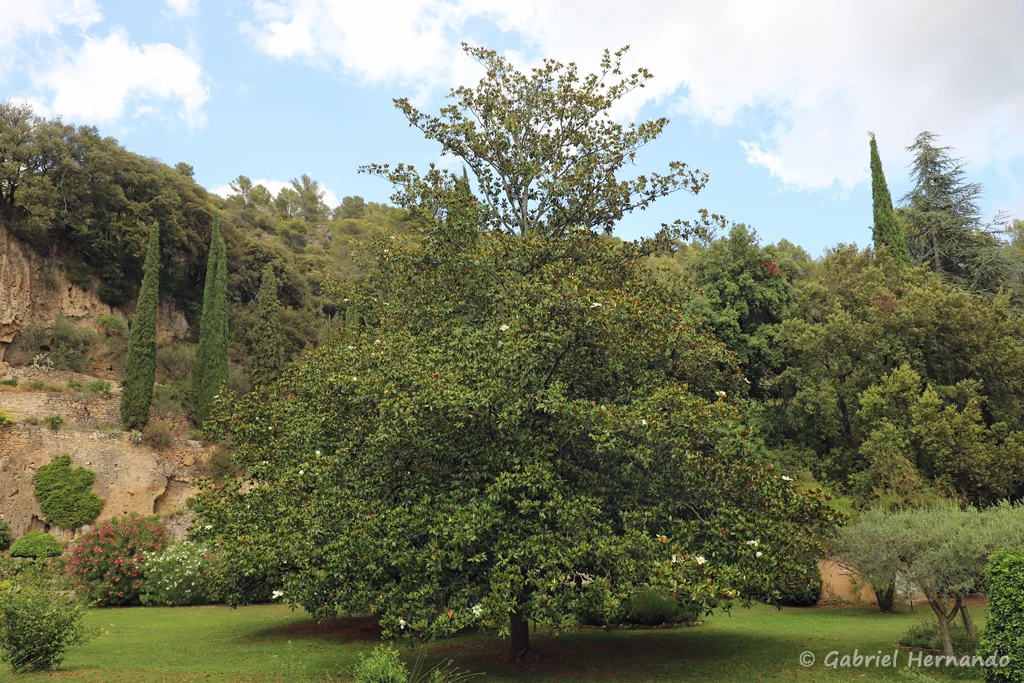 Magnolia grandiflora