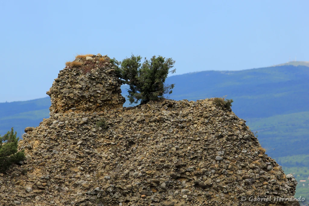 Poudingue constituant le substrat des falaises