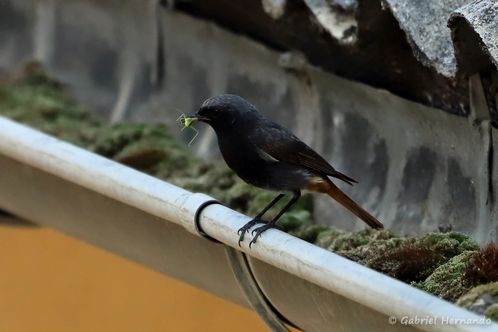 Rougequeue noir, avec son repas