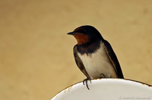 Hirondelle rustique
