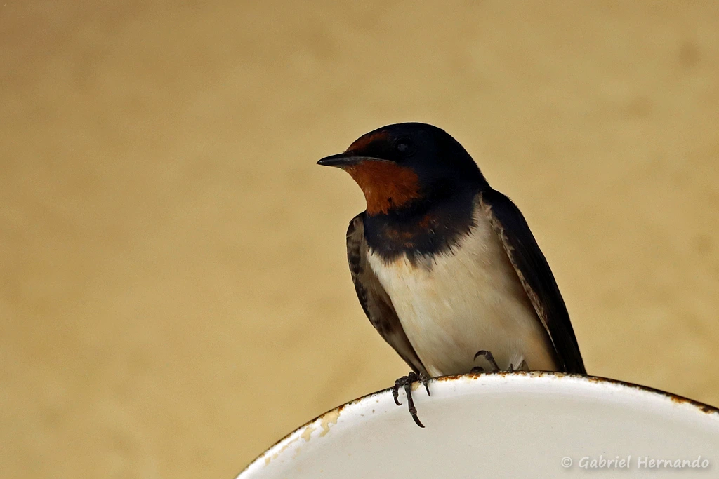 Hirondelle rustique