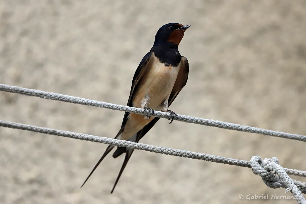 Hirondelle rustique