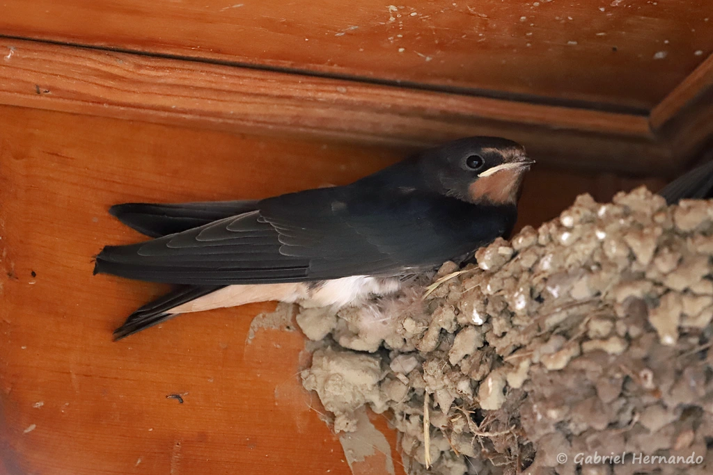 Hirondelle rustique