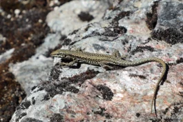 Lézard des murailles