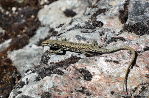 Lézard des murailles