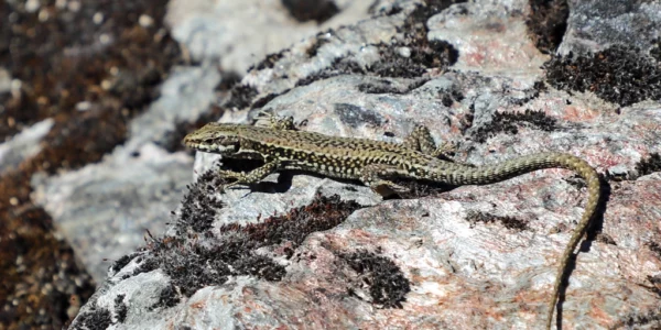 Lézard des murailles