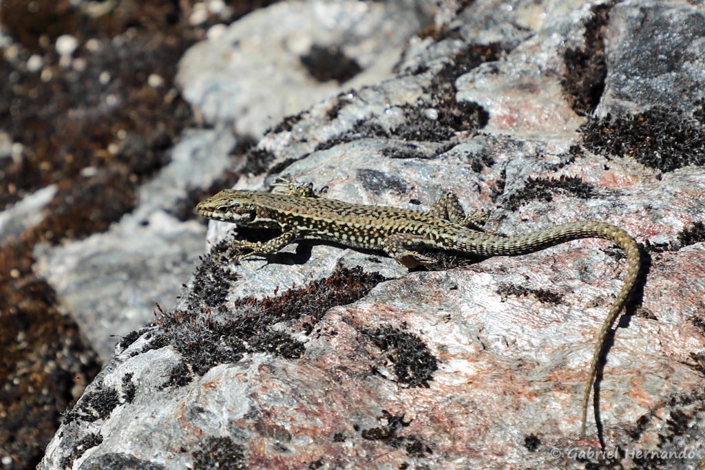 Lézard des murailles