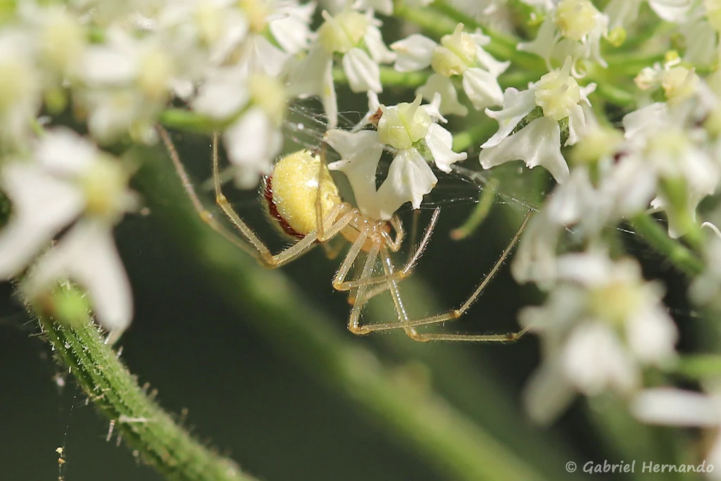 Enoplognatha sp.