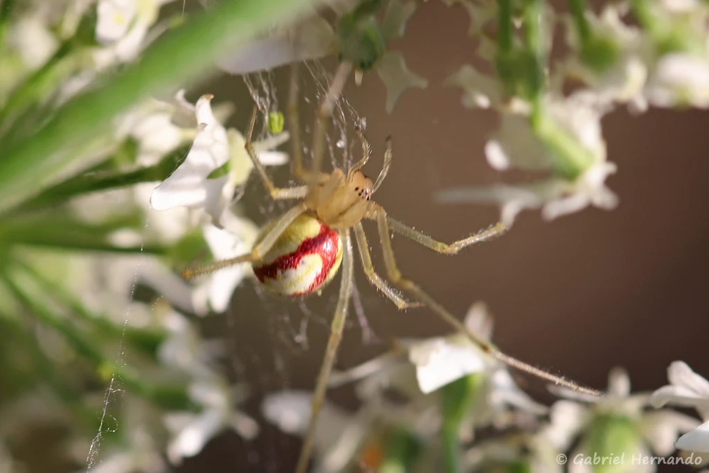 Enoplognatha sp.