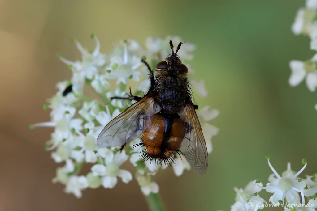 Tachina magnicornis