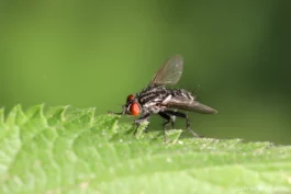 Mouche grise de la viande