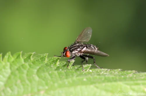 Mouche grise de la viande