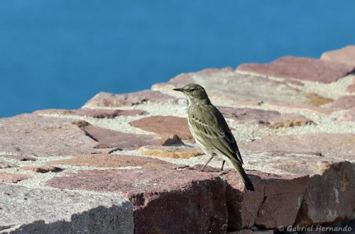 Pipit maritime - Anthus petrosus