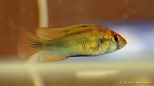 Haplochromis sp. "ruby green" (Nancy, congrès AFC 2022)