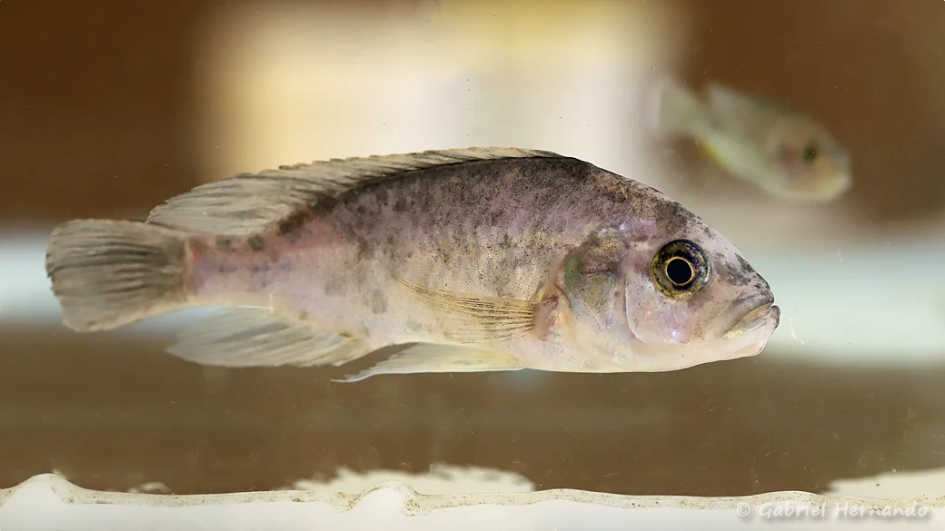 Haplochromis melanopterus (Nancy, congrès AFC 2022)