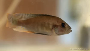 Lithochromis xanthopteryx (Nancy, congrès AFC, octobre 2022)