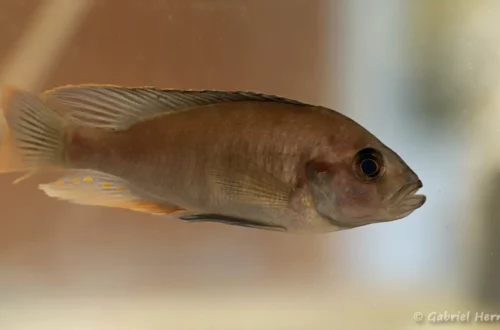 Lithochromis xanthopteryx (Nancy, congrès AFC, octobre 2022)