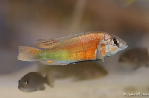 Haplochromis sp. "red back scraper" (Nancy, congrès AFC 2022)