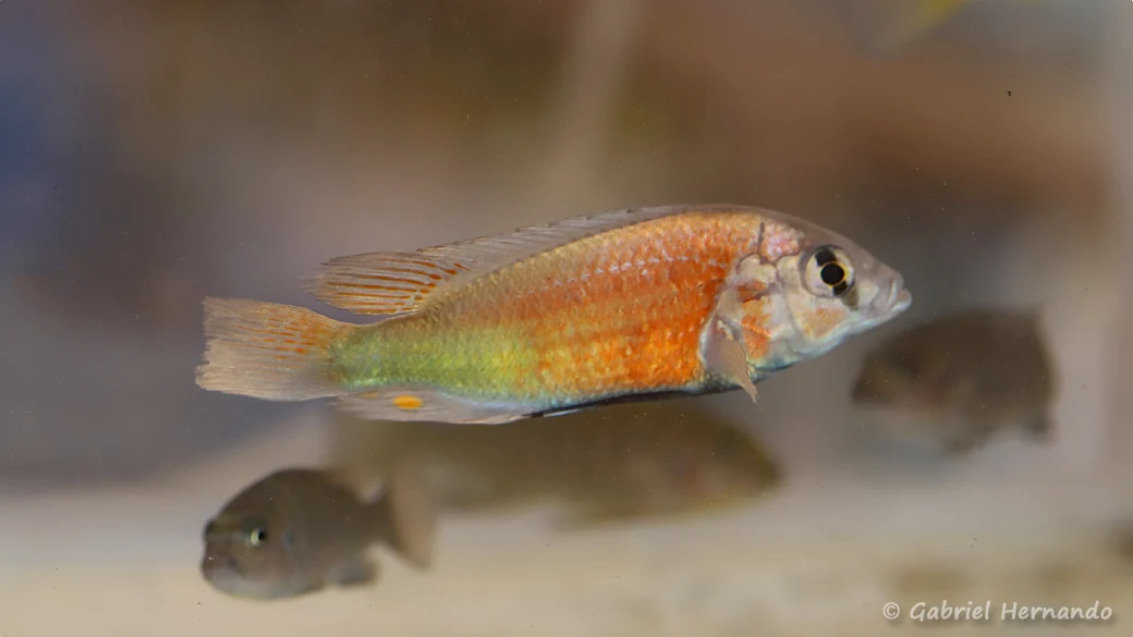 Haplochromis sp. "red back scraper" (Nancy, congrès AFC 2022)