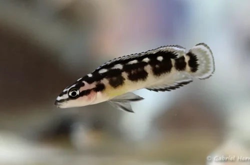 Julidochromis transcriptus Kissi/Bemba (Nancy, congrès AFC, octobre 2022)