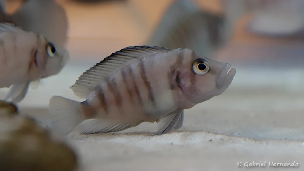 Altolamprologus sp. "sumbu shell" (Nancy, congrès AFC, octobre 2022)