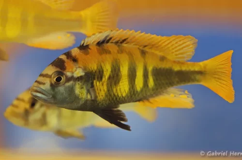 Haplochromis sp. "Thick Skin" (Nancy, congrès AFC, octobre 2022)