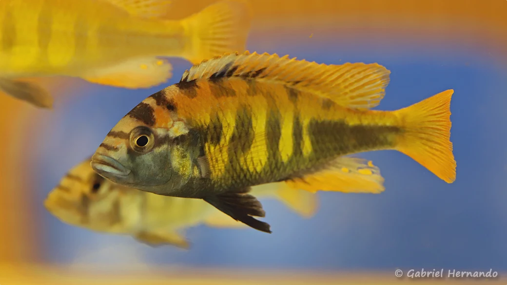 Haplochromis sp. "Thick Skin" (Nancy, congrès AFC, octobre 2022)