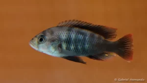 Neochromis sp. "Mbita Point" (Nancy, congrès AFC, octobre 2022)