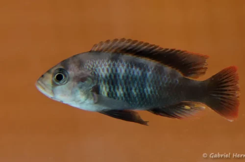 Neochromis sp. "Mbita Point" (Nancy, congrès AFC, octobre 2022)