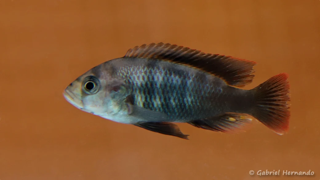 Neochromis sp. "Mbita Point" (Nancy, congrès AFC, octobre 2022)