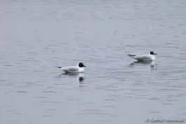 Mouettes mélanocéphales