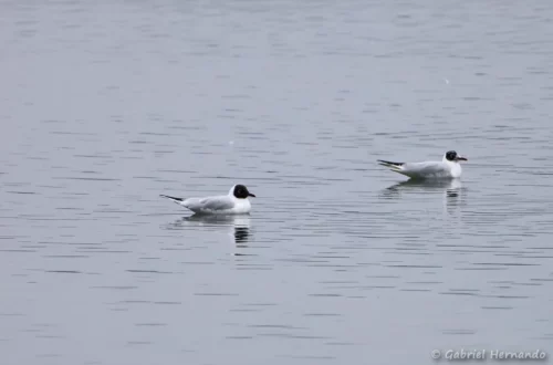 Mouettes mélanocéphales