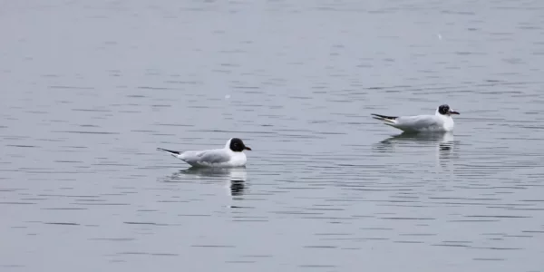 Mouettes mélanocéphales