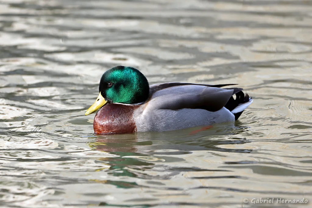 Canard colvert mâle