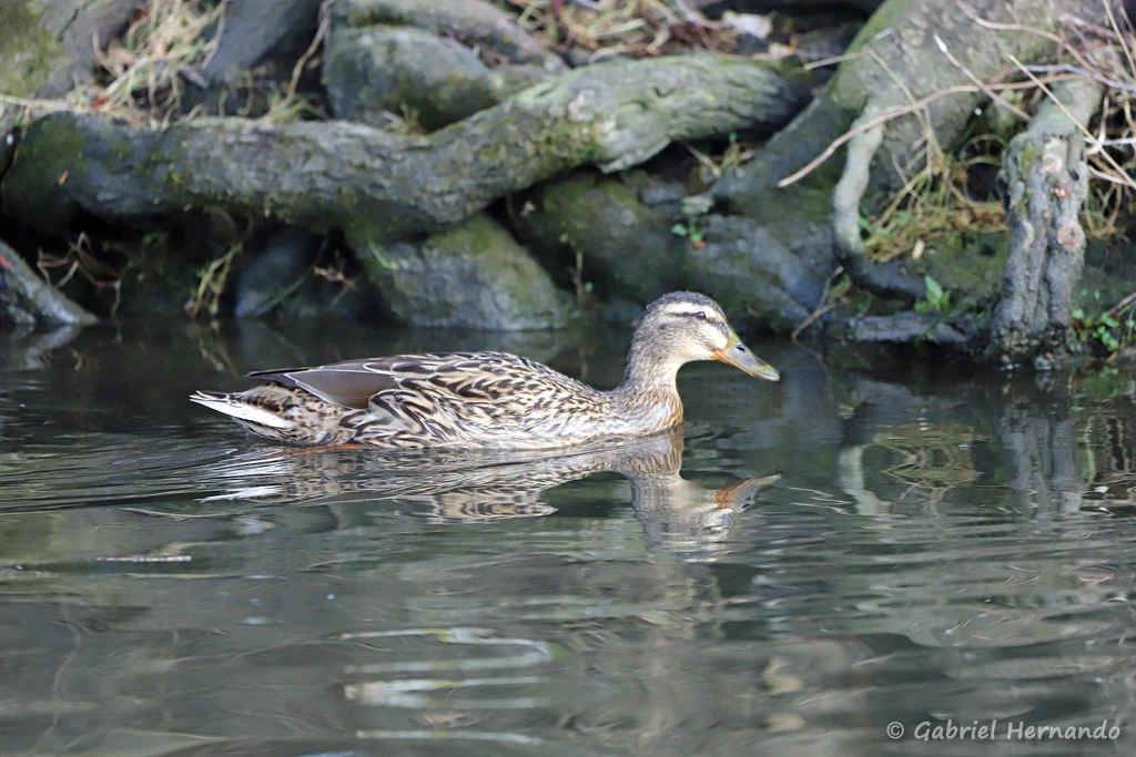 Canard colvert femelle
