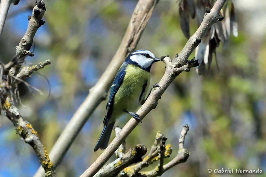 Mésange bleue