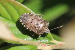 Punaise nébuleuse