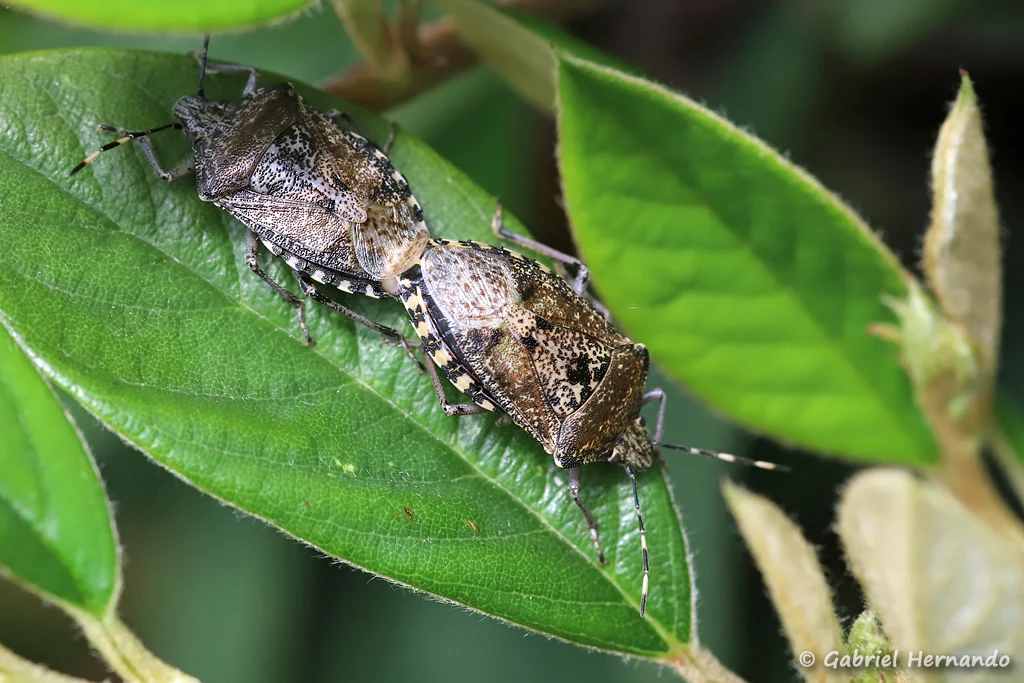 Accouplement de Punaise nébuleuse
