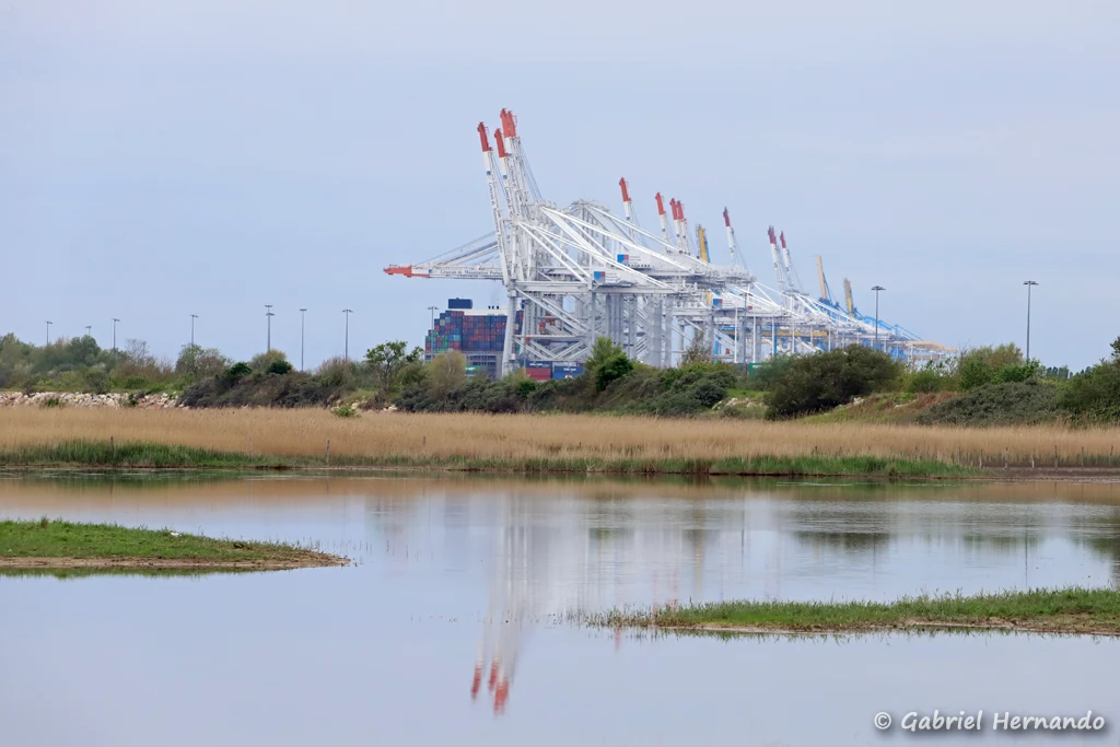 Grues du terminal Porte Océane