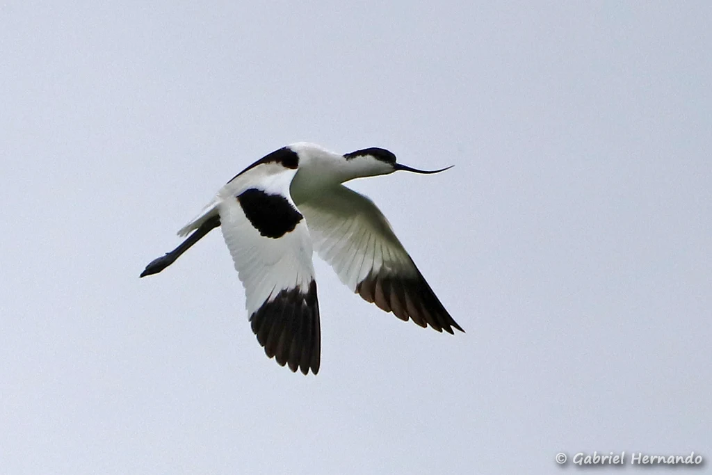 Avocette élégante en vol