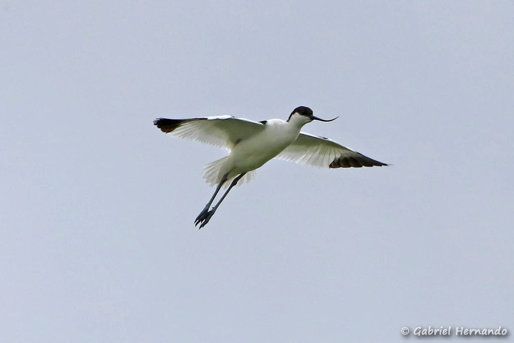 Avocette élégante en vol