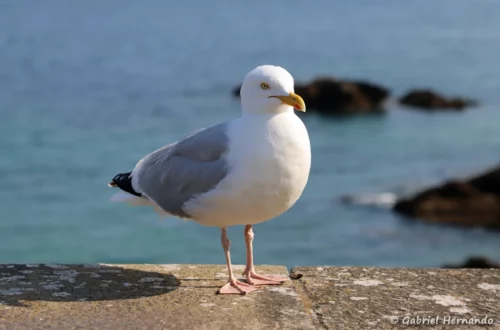 Goéland argenté