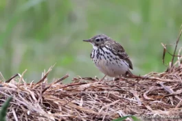 Pipit farlouse
