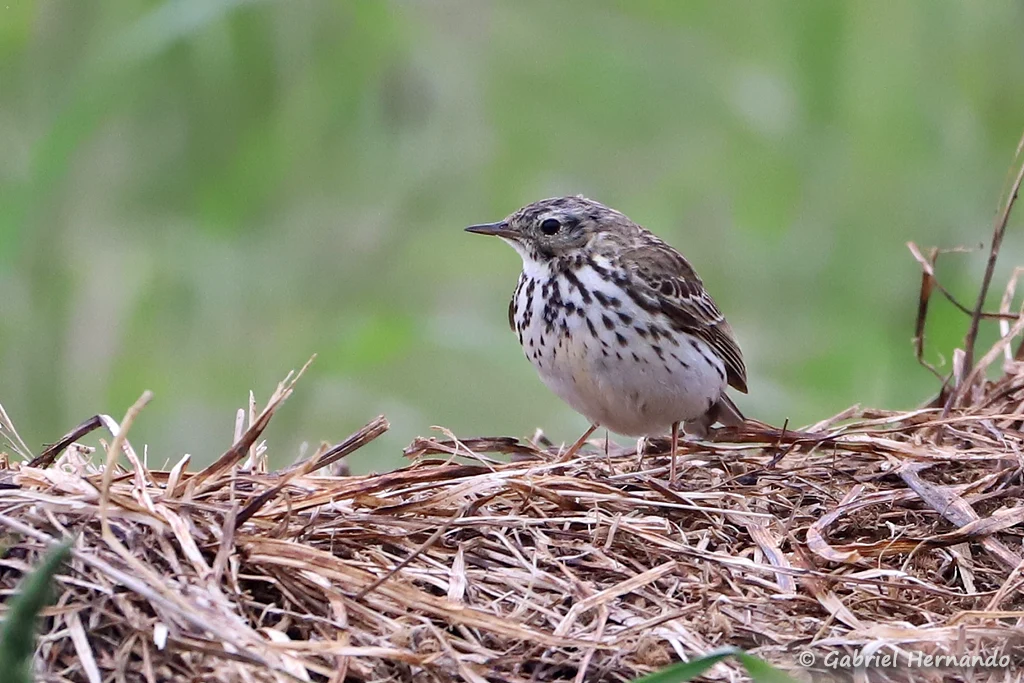 Pipit farlouse