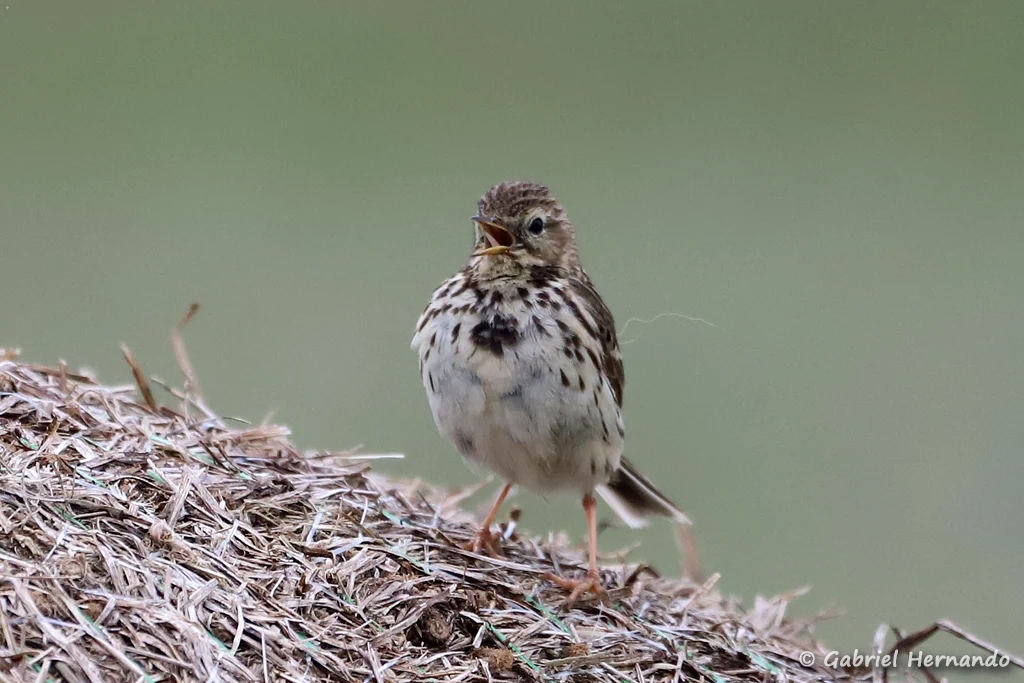 Pipit farlouse